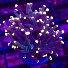WYSIWYG Bright Orange Tip Joker Torch Euphyllia 19