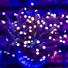 WYSIWYG Bright Orange Tip Joker Torch Euphyllia 20