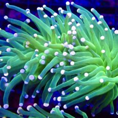 WYSIWYG Cotton Candy Torch Euphyllia Double Head 27