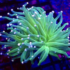 WYSIWYG Cotton Candy Torch Euphyllia Double Head 28