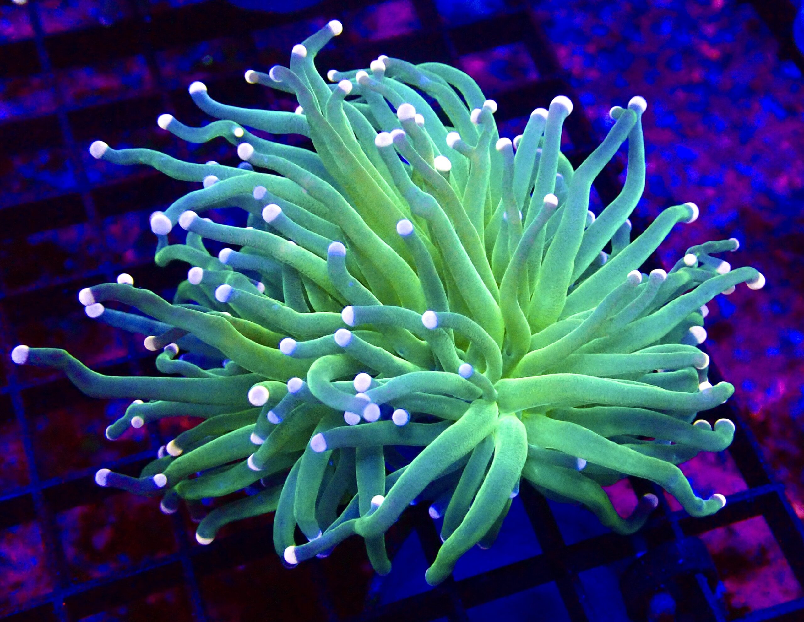 WYSIWYG Cotton Candy Torch Euphyllia Double Head 28