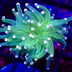 WYSIWYG Cotton Candy Torch Euphyllia 29
