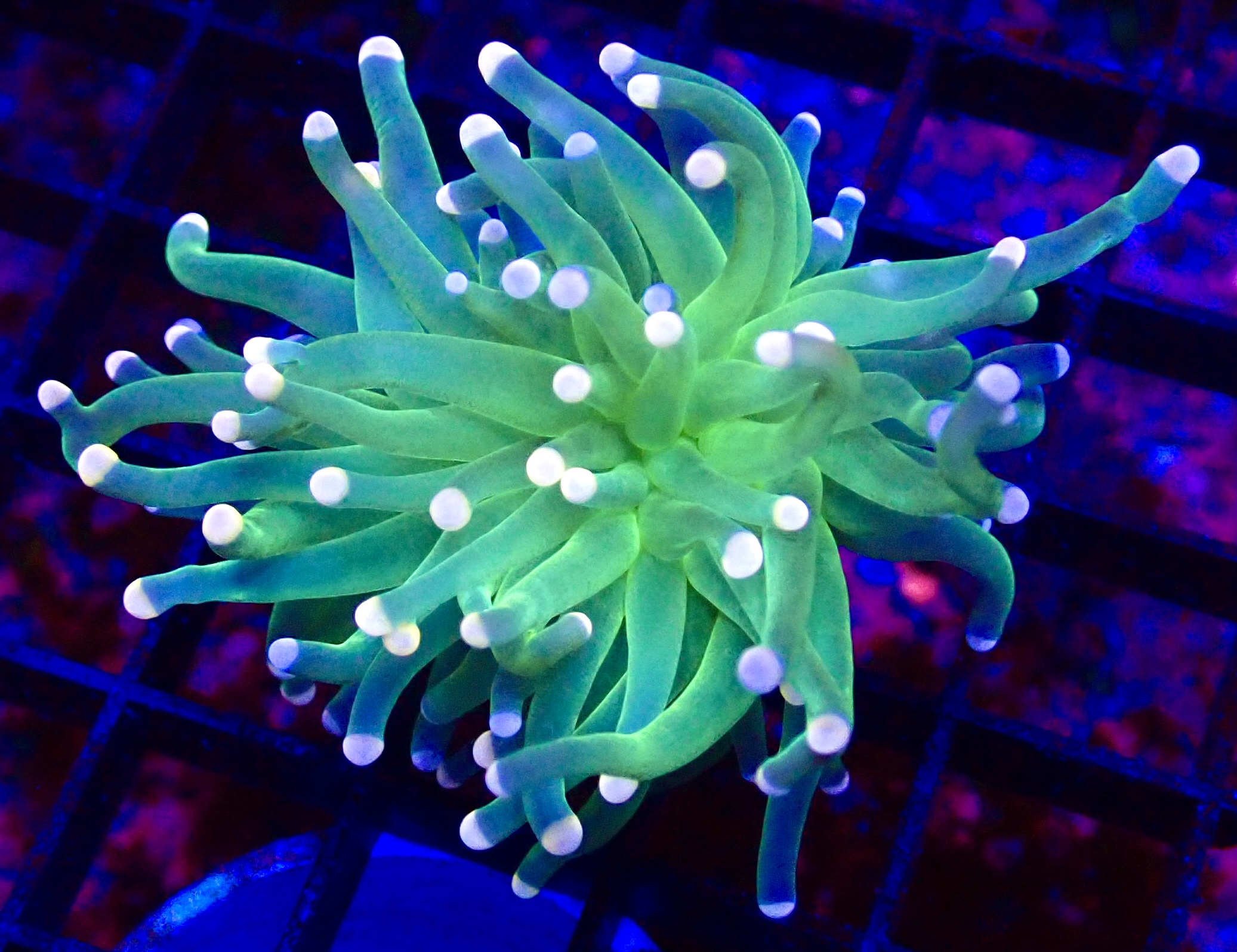 WYSIWYG Cotton Candy Torch Euphyllia 29