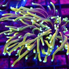 WYSIWYG Hellfire Gold Torch Euphyllia Double Head 22