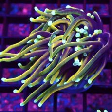 WYSIWYG Hellfire Gold Torch Euphyllia 24