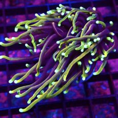 WYSIWYG Hellfire Gold Torch Euphyllia 25