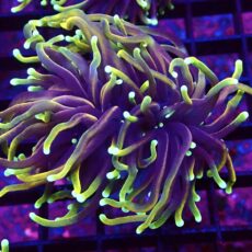 WYSIWYG Hellfire Gold Torch Euphyllia Double Head 23