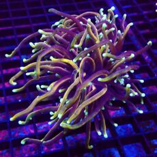 WYSIWYG Dragon Soul Gold Torch Euphyllia  30