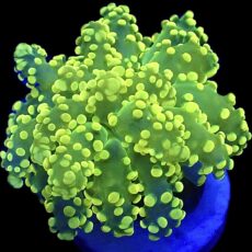 Fluorescent Lemon Frogspawn