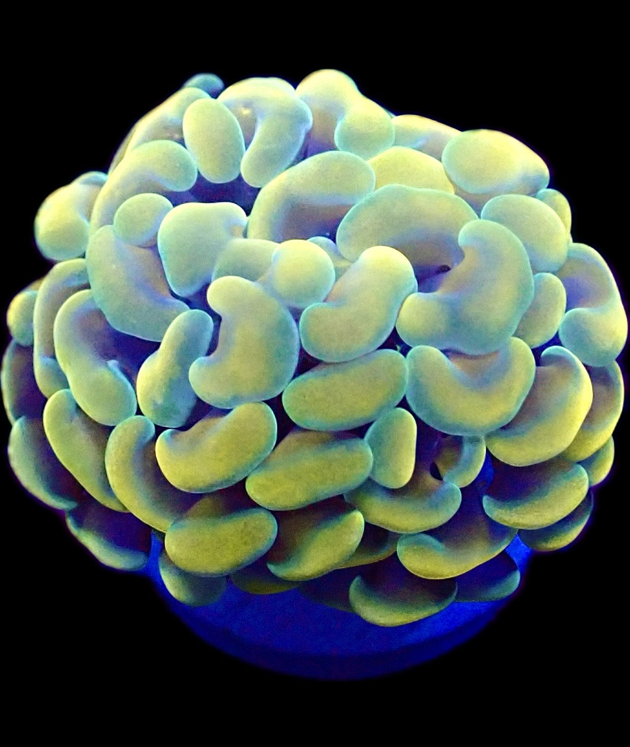 Gold / Lime Hologram Branching Hammer