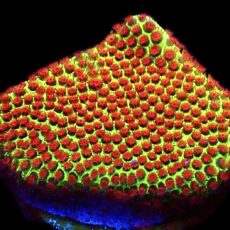 WYSIWYG 10D Grinchy Porites Frag