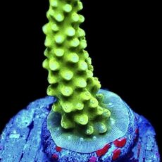 WYSIWYG 19F Bali Slimer Staghorn Acropora