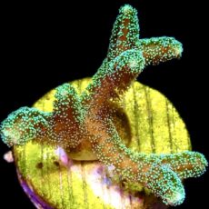 WYSIWYG 20B Fibre Optic Seriatopora Frag