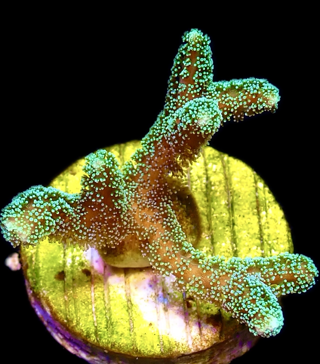 WYSIWYG 20B Fibre Optic Seriatopora Frag