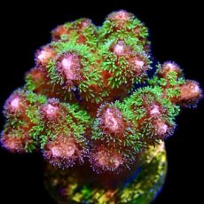 WYSIWYG 20B Amethyst Gem Pocillopora Frag Large