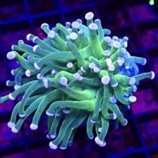 WYSIWYG Cotton Candy Torch Euphyllia 31