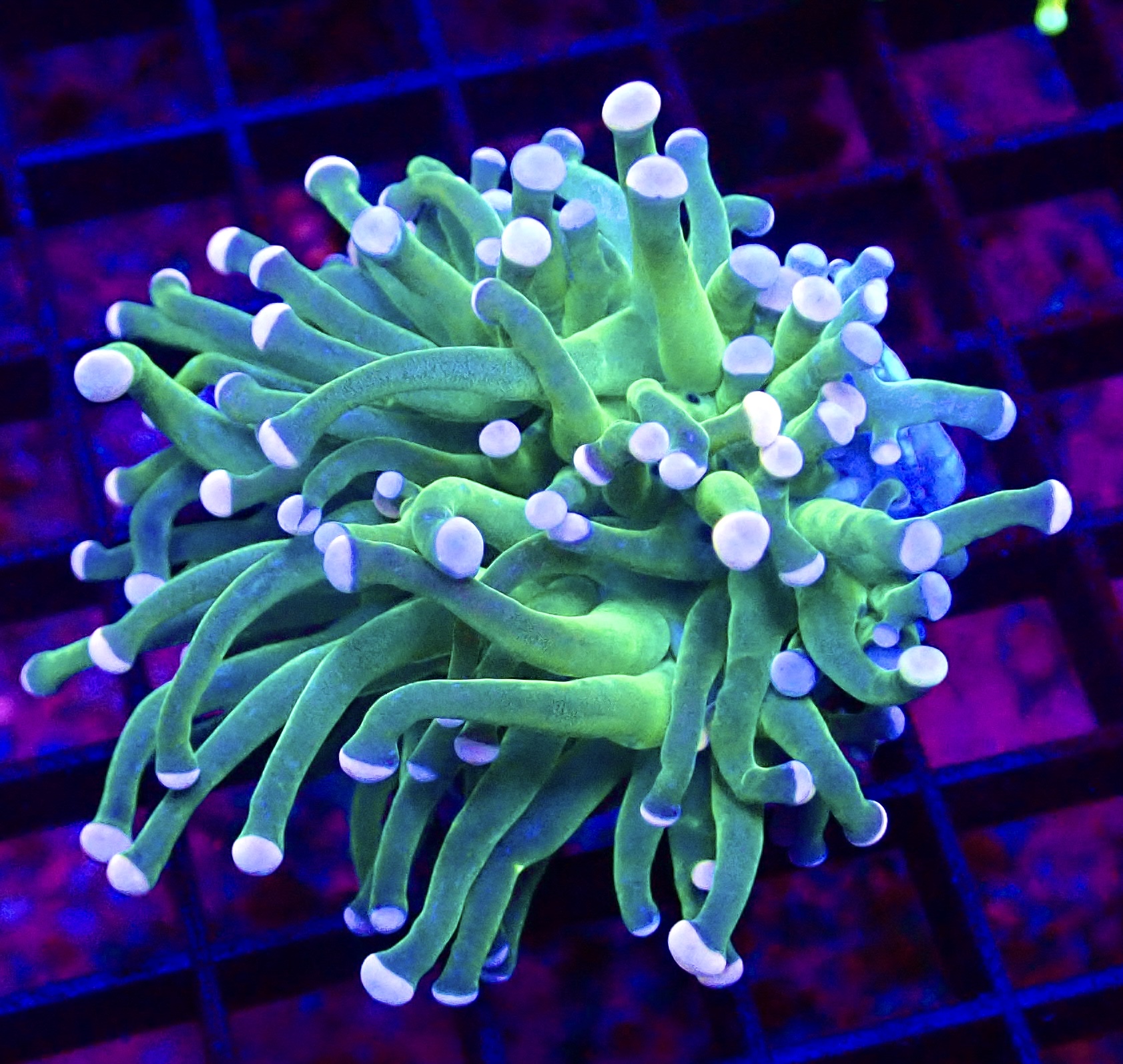 WYSIWYG Cotton Candy Torch Euphyllia 31