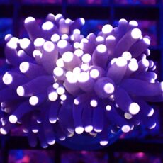 WYSIWYG Atomic Pink Tipped Joker Torch Euphyllia 32