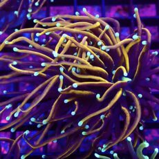 WYSIWYG Indo Gold Torch Euphyllia Double Head 39