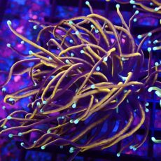 WYSIWYG Indo Gold Torch Euphyllia Double Head 40