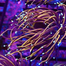 WYSIWYG Indo Gold Torch Euphyllia Double Head 41