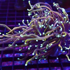 WYSIWYG Dragon Soul Gold Torch Euphyllia 42