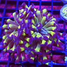 WYSIWYG Branching Tri-Colour Hammer Double Head 35