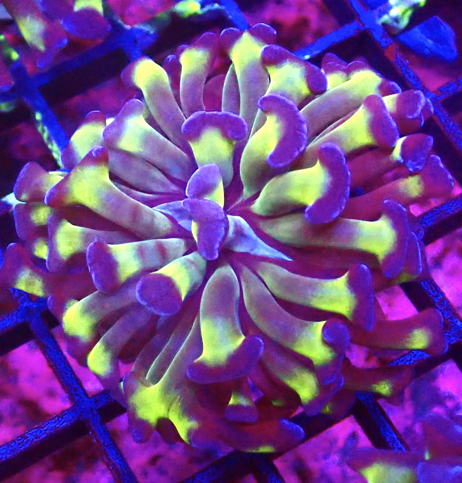 WYSIWYG Branching Tri-Colour Hammer 36