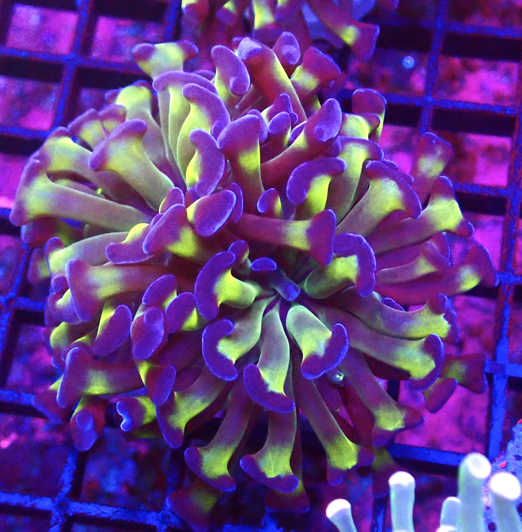 Branching Tri-Colour Hammer