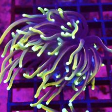 WYSIWYG Hellfire Gold Torch Euphyllia 49