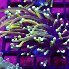 WYSIWYG Hellfire Gold Torch Euphyllia 50
