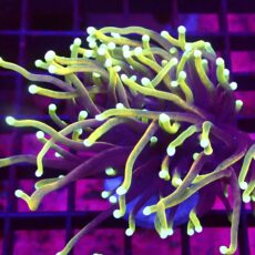 WYSIWYG Hellfire Gold Torch Euphyllia 51