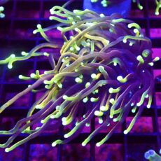 WYSIWYG Hellfire Gold Torch Euphyllia 52
