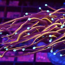 WYSIWYG Indo Gold Torch Euphyllia 55