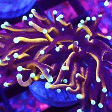WYSIWYG Indo Gold Torch Euphyllia 56