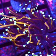 WYSIWYG Indo Gold Torch Euphyllia 57