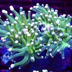 WYSIWYG Cotton Candy Torch Euphyllia Colony 2