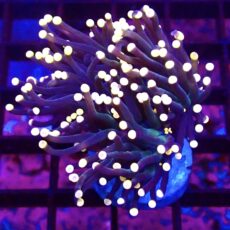 WYSIWYG Bright Orange Tip Joker Torch Euphyllia 61