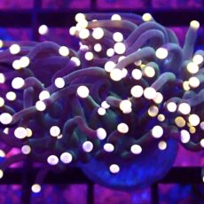 WYSIWYG Bright Orange Tip Joker Torch Euphyllia 58