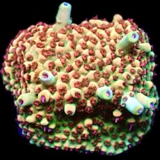 WYSIWYG 22H Strawberry Fields Acropora Frag Large   ***NEW***