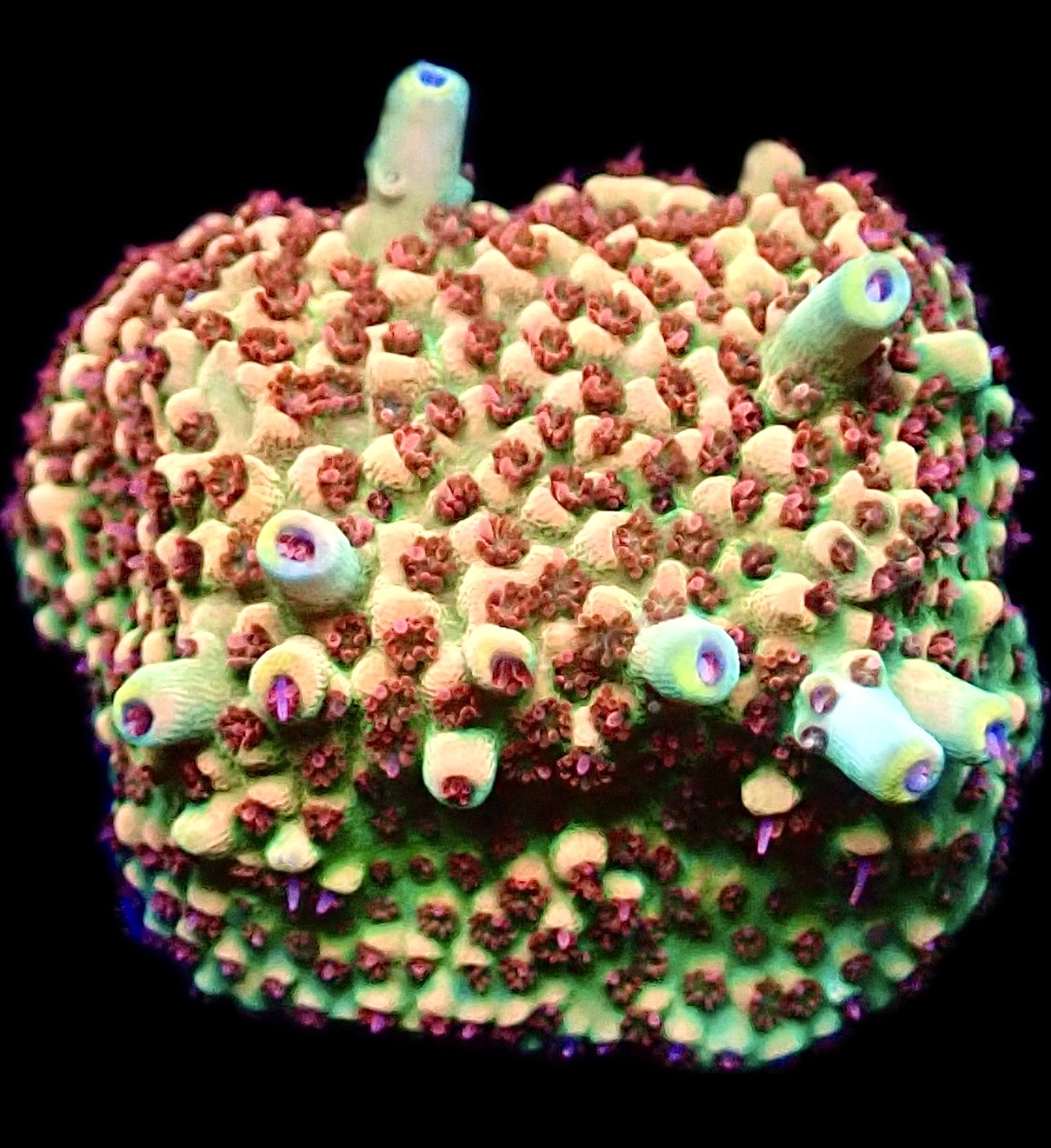 WYSIWYG 22H Strawberry Fields Acropora Frag Large ***NEW***