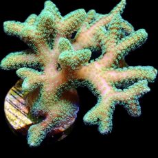 WYSIWYG 48 Super Bright Fibre Optic Seriatopora 60mm Colony