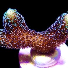 WYSIWYG 24C Purple Stylophora Milka