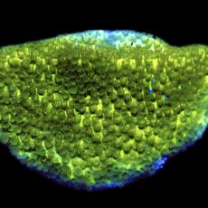 WYSIWYG 16E Lime Based Pokerstar Montipora Frag