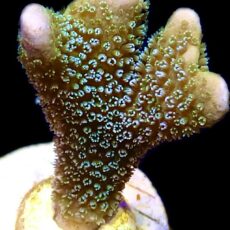 WYSIWYG 21i Lemon/Lime Montipora Digitata