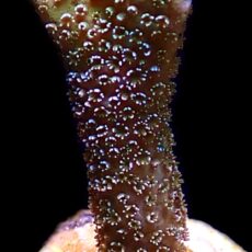 WYSIWYG 24i Lemon/Lime Montipora Digitata