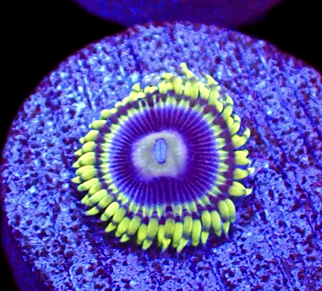 WYSIWYG 31A Blue Rhino Zoa