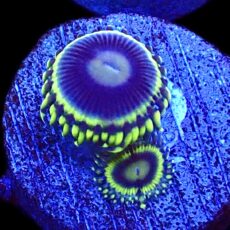 WYSIWYG 32D Blue Rhino Zoa