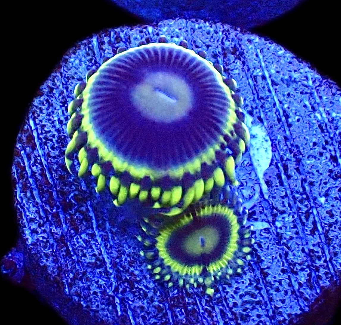 WYSIWYG 32D Blue Rhino Zoa