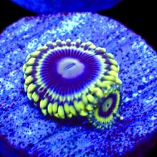 WYSIWYG 32E Blue Rhino Zoa